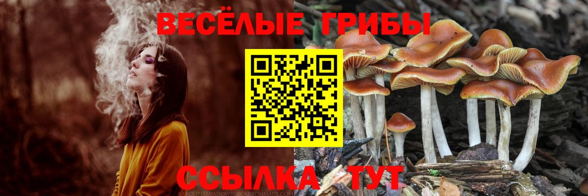 Галлюциногенные грибы Psilocybine cubensis  Вход с VPN  Гусиноозёрск 